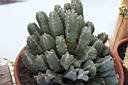 EUPHORBIA RESINIFERA.jpg